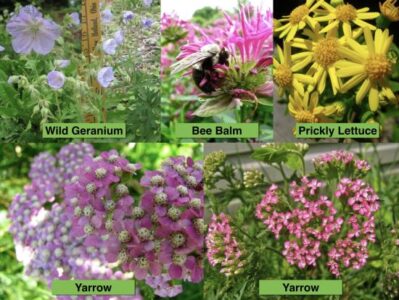 Delayed Weeding Can Yield Garden Treasures Image
